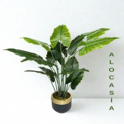 alocasia.jpeg