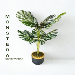 monstera-genis-yaprak.jpeg