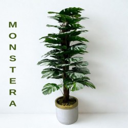 monstera-kircilli-agac.jpeg