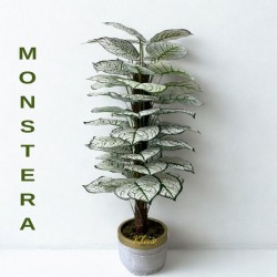 monstera-beyaz-kircilli-agac.jpeg