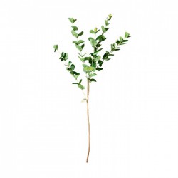 yesil-parlak-okaliptus.jpeg