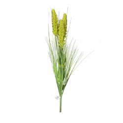 misir-pampas-yesil.jpeg