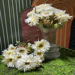 gerbera-demeti-5.jpeg
